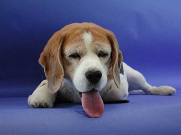 Myxoedema hypothyroidism Thyroid gland disorder in dogs